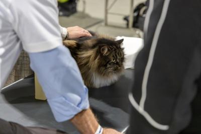 FIERA GATTI FERRARA