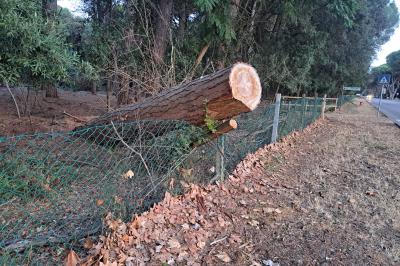 ALBERI MORTI PINETA LIDO DI VOLANO