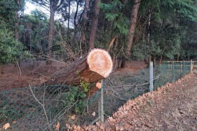 ALBERI MORTI PINETA LIDO DI VOLANO