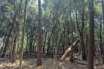 ALBERI MORTI PINETA LIDO DI VOLANO