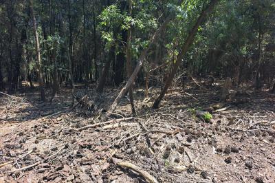 ALBERI MORTI PINETA LIDO DI VOLANO