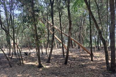 ALBERI MORTI PINETA LIDO DI VOLANO