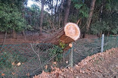 ALBERI MORTI PINETA LIDO DI VOLANO