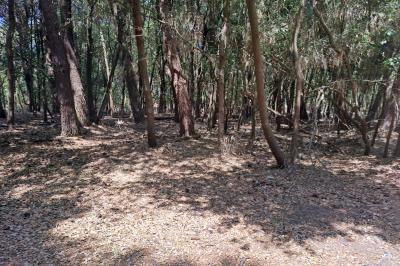 ALBERI MORTI PINETA LIDO DI VOLANO