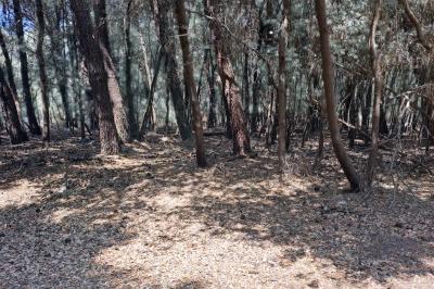 ALBERI MORTI PINETA LIDO DI VOLANO