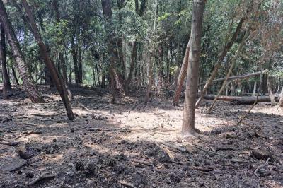 ALBERI MORTI PINETA LIDO DI VOLANO