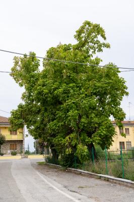 TESTINE GAIBANA