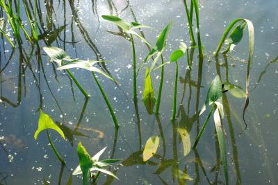 PROGETTO LIFE PARCO DEL DELTA