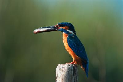 PROGETTO LIFE PARCO DEL DELTA