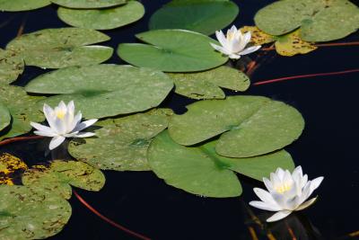 PROGETTO LIFE PARCO DEL DELTA