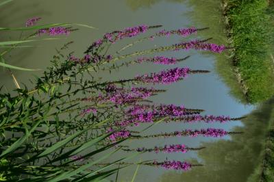 PROGETTO LIFE PARCO DEL DELTA