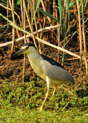 PROGETTO LIFE PARCO DEL DELTA