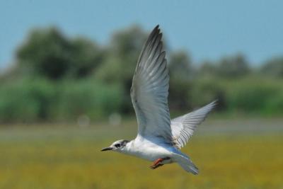 PROGETTO LIFE PARCO DEL DELTA