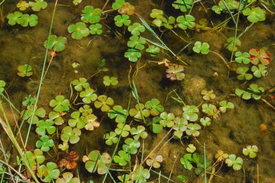 PROGETTO LIFE PARCO DEL DELTA