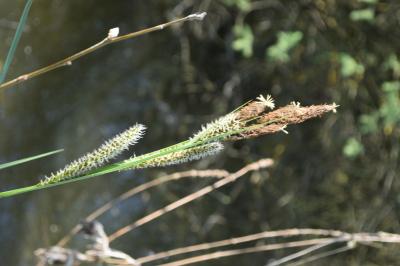 PROGETTO LIFE PARCO DEL DELTA