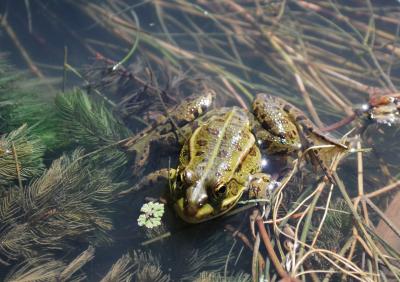 PROGETTO LIFE PARCO DEL DELTA