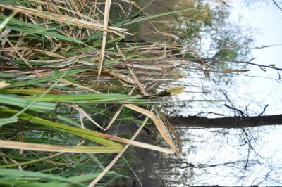 PROGETTO LIFE PARCO DEL DELTA