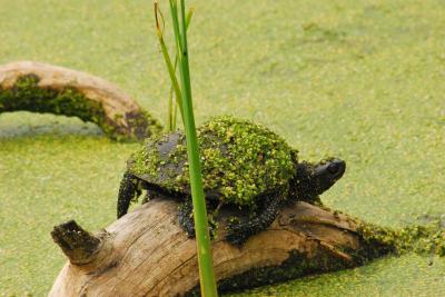 PROGETTO LIFE PARCO DEL DELTA