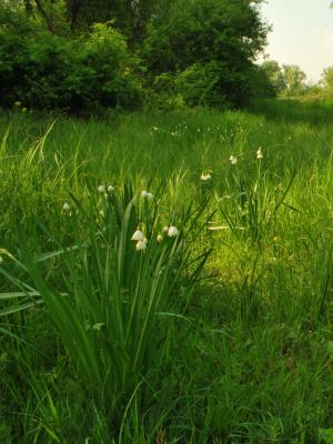 PROGETTO LIFE PARCO DEL DELTA