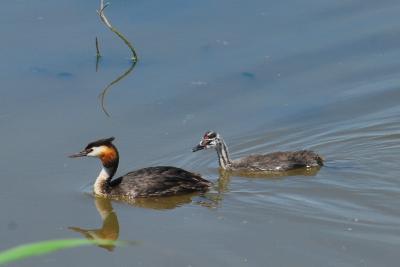 PROGETTO LIFE PARCO DEL DELTA