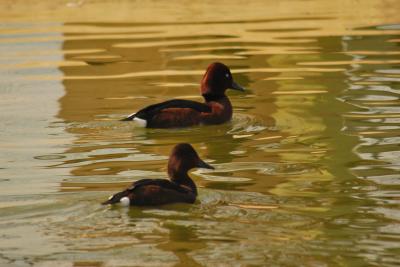 PROGETTO LIFE PARCO DEL DELTA
