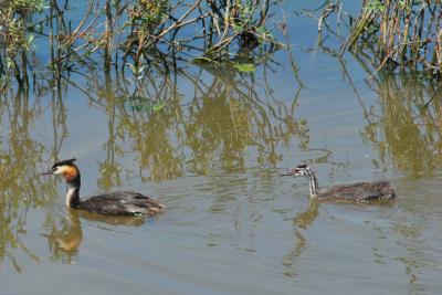 PROGETTO LIFE PARCO DEL DELTA