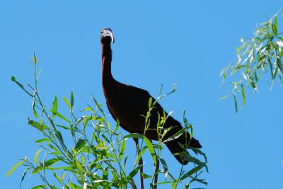 PROGETTO LIFE PARCO DEL DELTA
