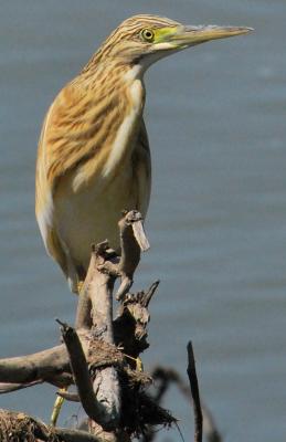 PROGETTO LIFE PARCO DEL DELTA