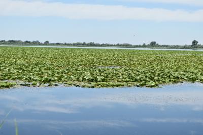 PROGETTO LIFE PARCO DEL DELTA