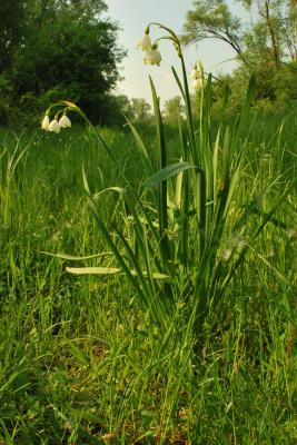 PROGETTO LIFE PARCO DEL DELTA
