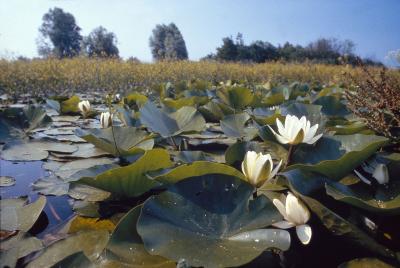 PROGETTO LIFE PARCO DEL DELTA