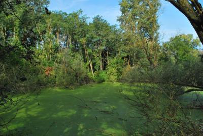PROGETTO LIFE PARCO DEL DELTA