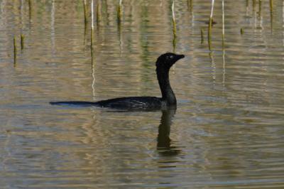 PROGETTO LIFE PARCO DEL DELTA