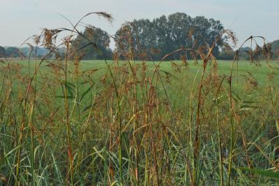 PROGETTO LIFE PARCO DEL DELTA