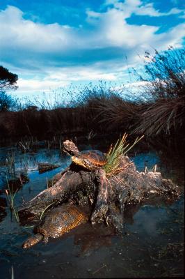PROGETTO LIFE PARCO DEL DELTA