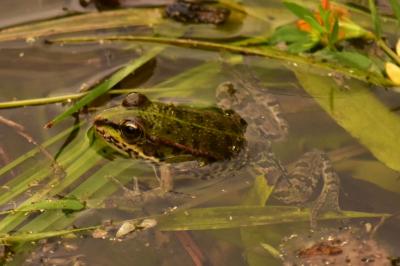 PROGETTO LIFE PARCO DEL DELTA