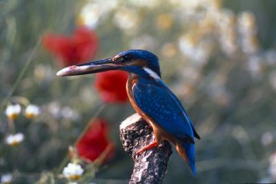 PROGETTO LIFE PARCO DEL DELTA