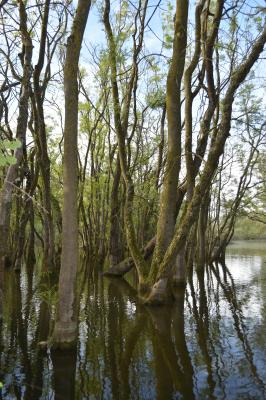 PROGETTO LIFE PARCO DEL DELTA