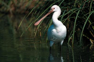 PROGETTO LIFE PARCO DEL DELTA
