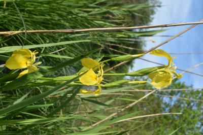 PROGETTO LIFE PARCO DEL DELTA