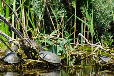 PROGETTO LIFE PARCO DEL DELTA