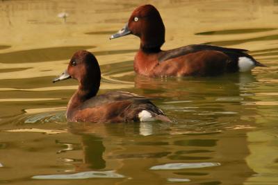 PROGETTO LIFE PARCO DEL DELTA