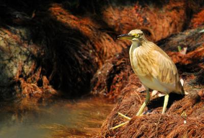 PROGETTO LIFE PARCO DEL DELTA