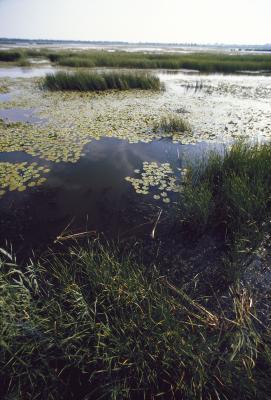 PROGETTO LIFE PARCO DEL DELTA