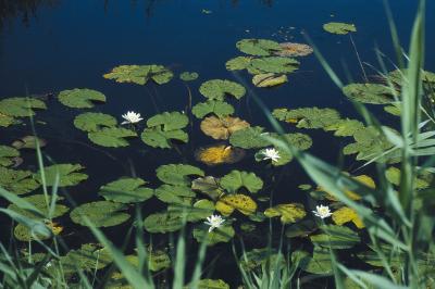 PROGETTO LIFE PARCO DEL DELTA