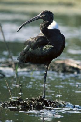 PROGETTO LIFE PARCO DEL DELTA