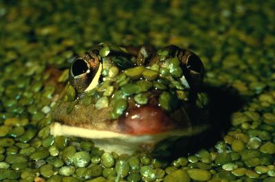 PROGETTO LIFE PARCO DEL DELTA