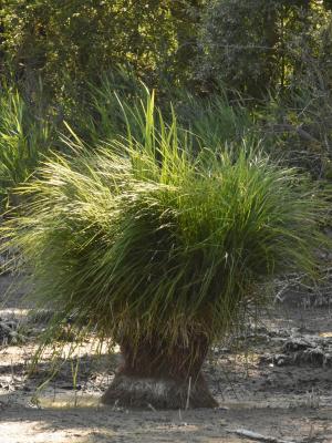 PROGETTO LIFE PARCO DEL DELTA