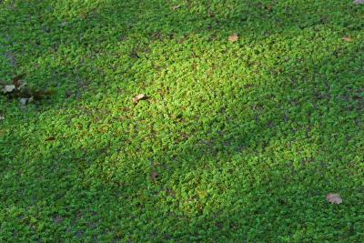 PROGETTO LIFE PARCO DEL DELTA