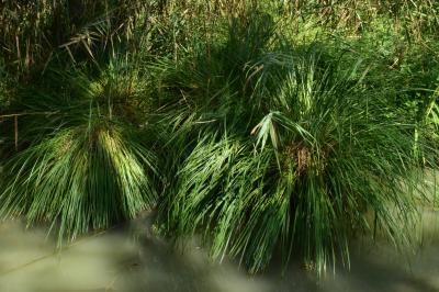 PROGETTO LIFE PARCO DEL DELTA